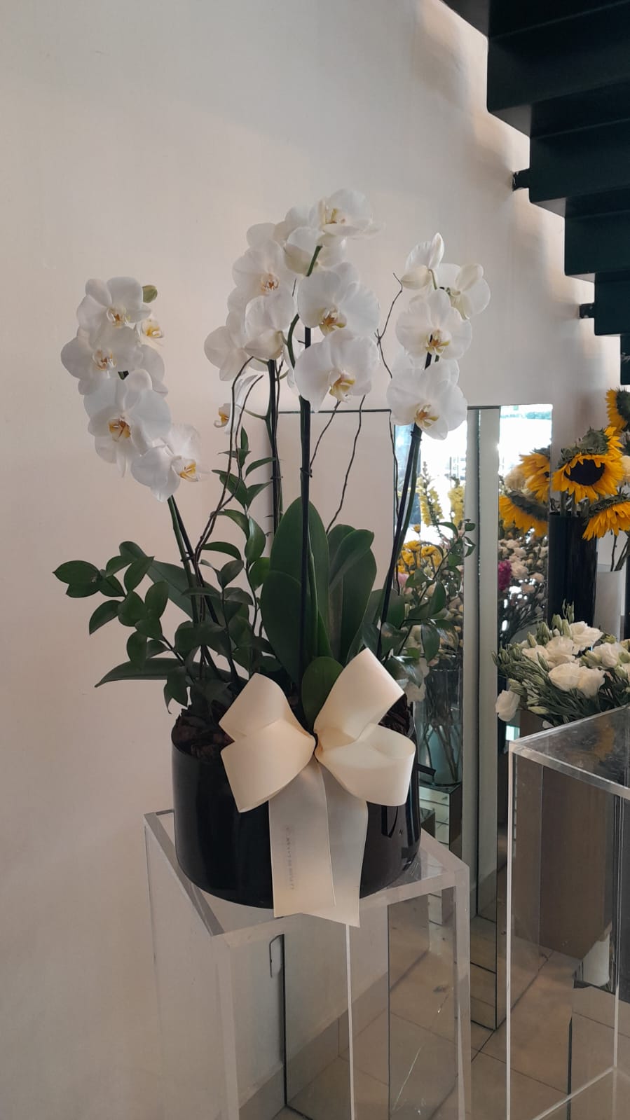 2 plantas de orquidea Phalaenopsis