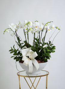 Arreglo Orquidea Phalaenopsis en planta