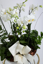 Cargar imagen en el visor de la galería, Orquidea Phalaenopsis  Tahi
