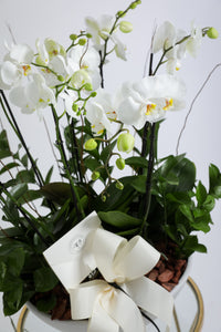 Orquidea Phalaenopsis  Tahi