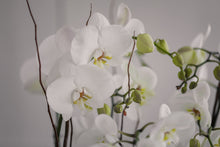 Cargar imagen en el visor de la galería, Orquídeas en planta
