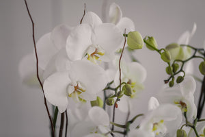 Orquídeas en planta