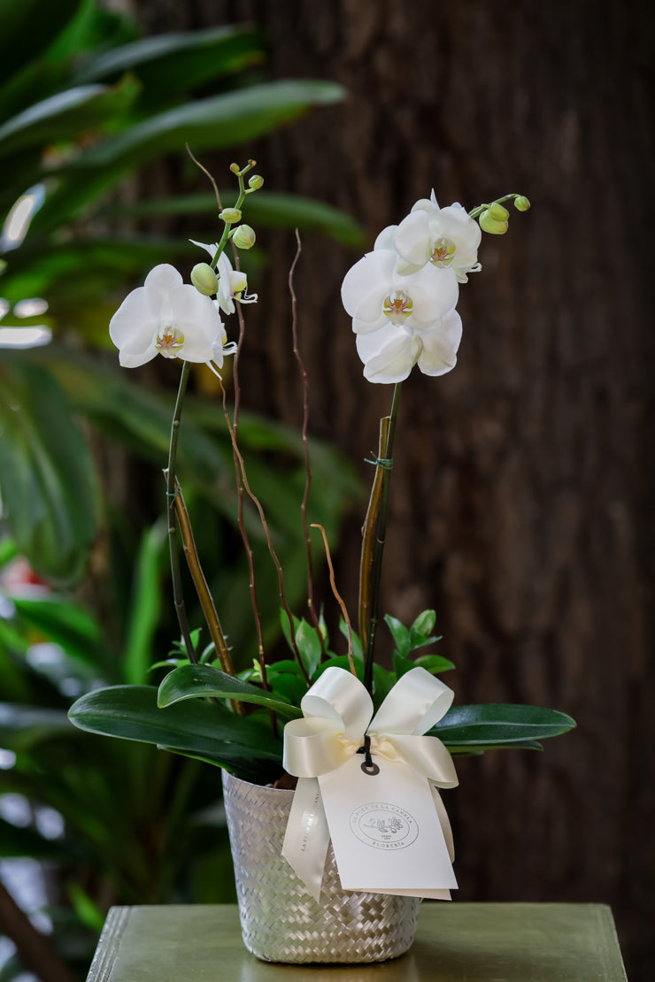 Planta Phalaenopsis
